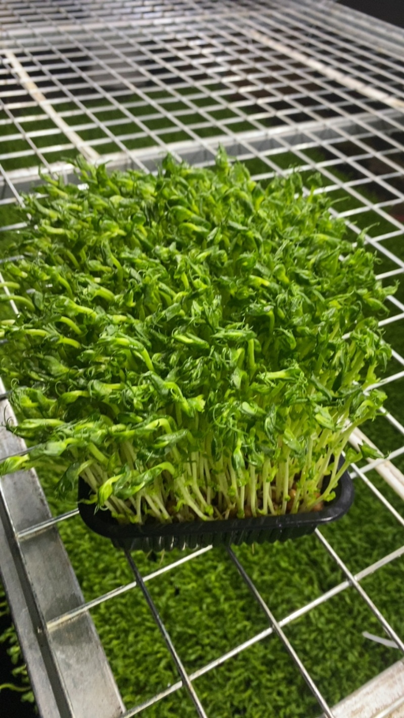 无土栽培豌豆芽