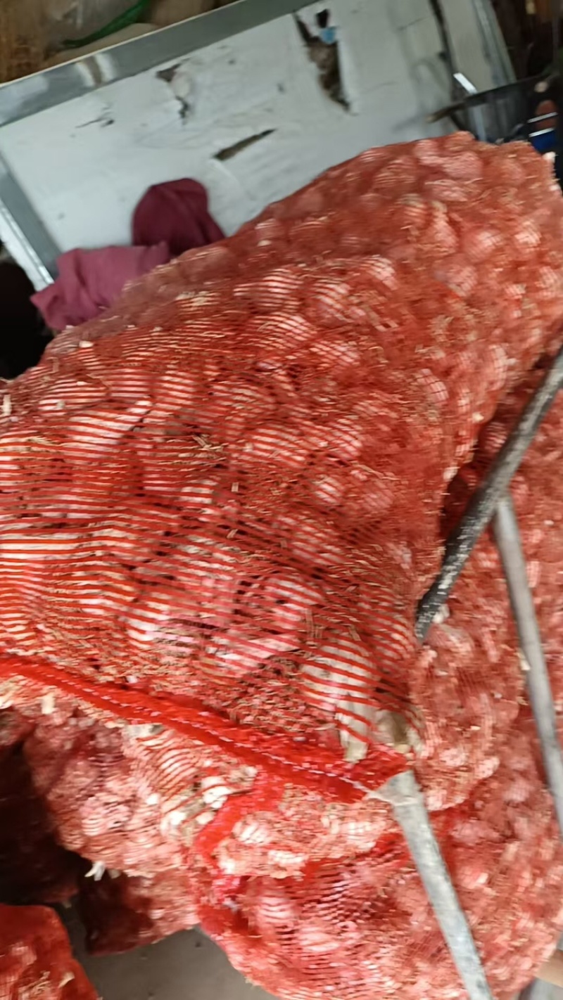 蒜种品质保证服务周到产地直发价格美丽