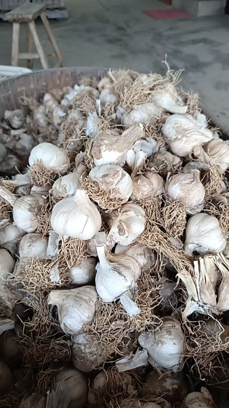 蒜种品质保证服务周到产地直发价格美丽