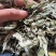艾叶中药材碧江产地直供干燥纯净草本植物批发零售