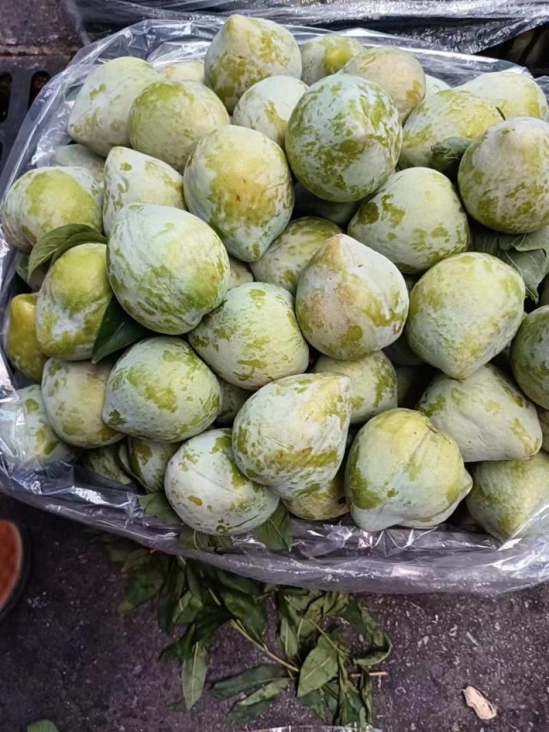 湖南李子大量供货对接市场商超社区团购欢迎来电