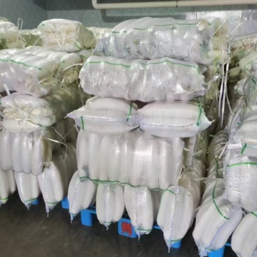陕西榆林白萝卜大量上市，一手货源视频看货全国发货