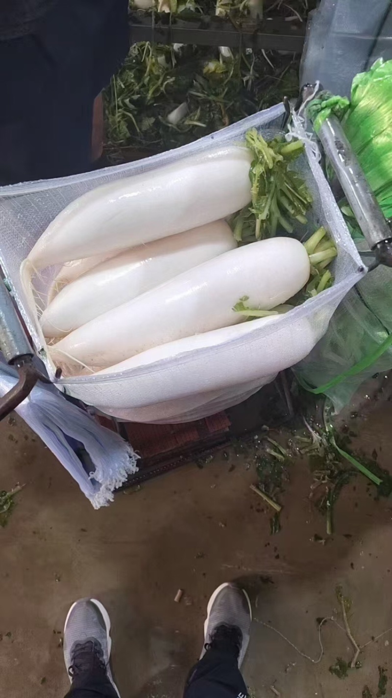 陕西榆林白萝卜大量上市，一手货源视频看货全国发货