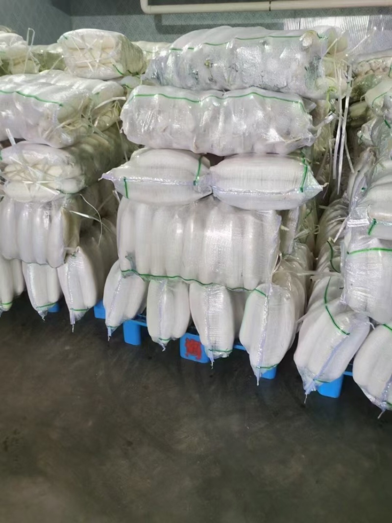 陕西榆林白萝卜大量上市，一手货源视频看货全国发货