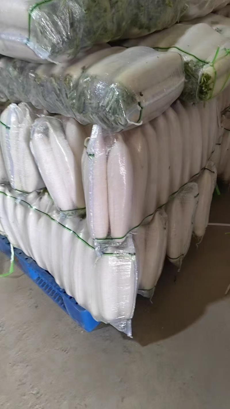 陕西榆林白萝卜大量上市，一手货源视频看货全国发货