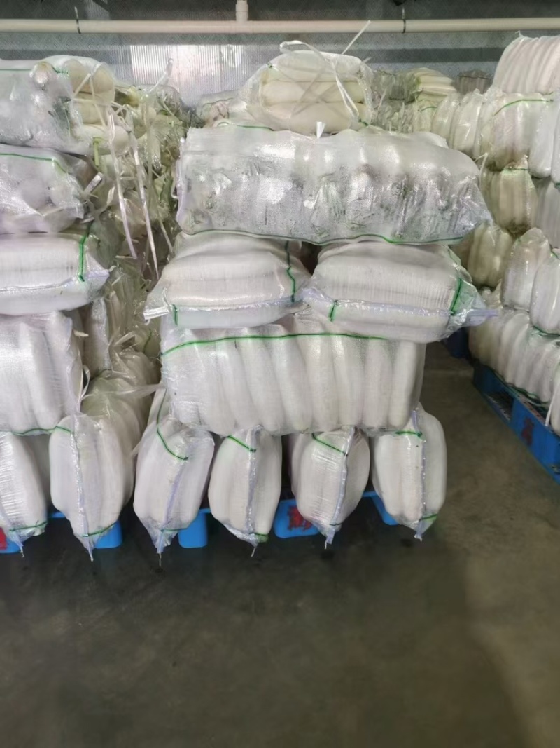 陕西榆林白萝卜大量上市，一手货源视频看货全国发货