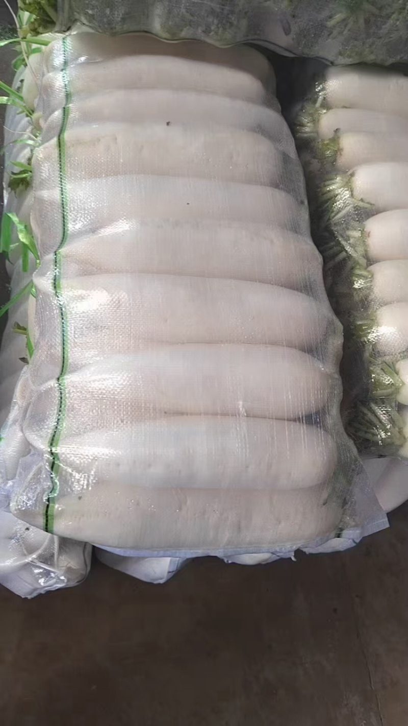 陕西榆林白萝卜大量上市，一手货源视频看货全国发货