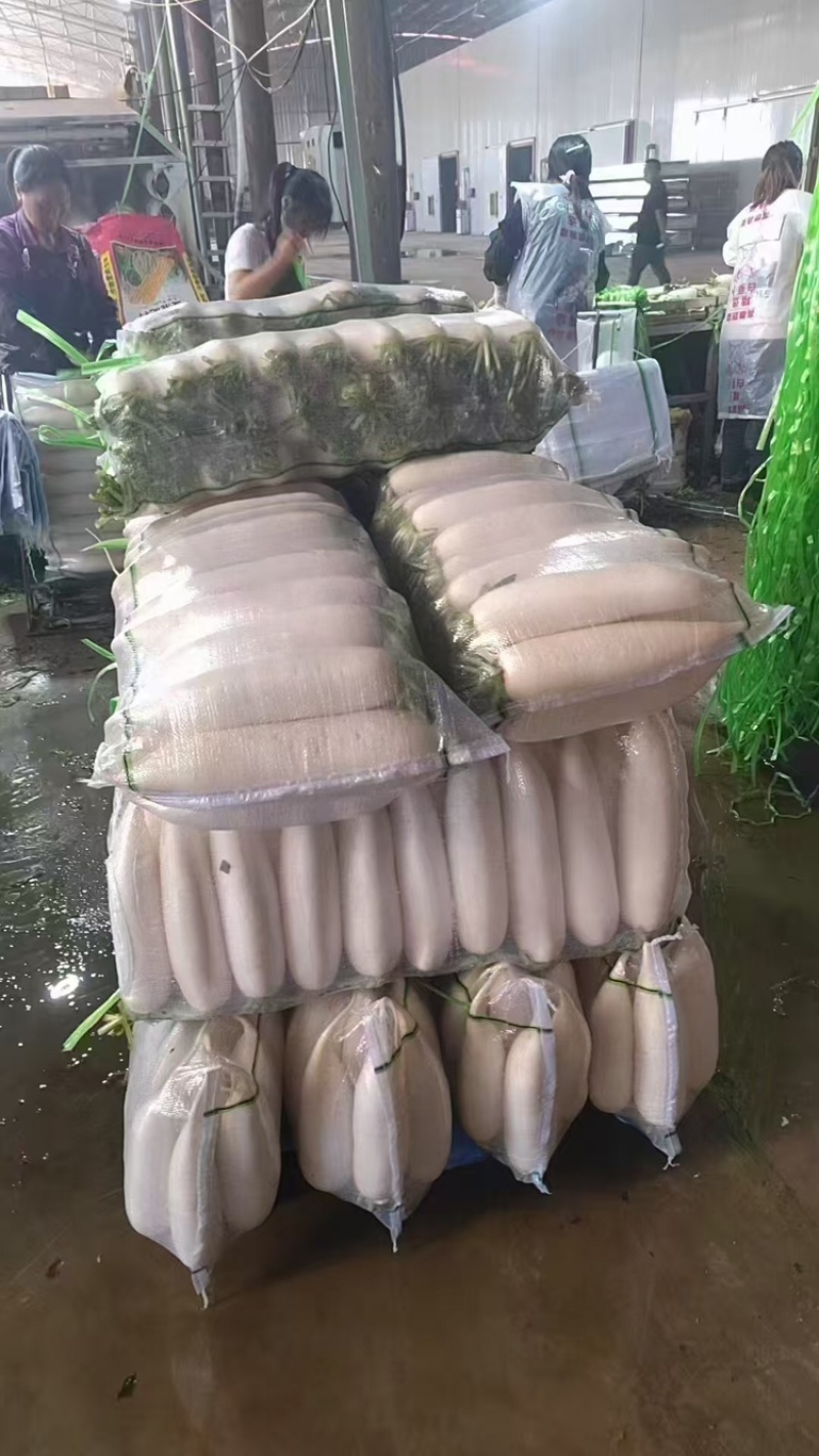 陕西榆林白萝卜大量上市，一手货源视频看货全国发货