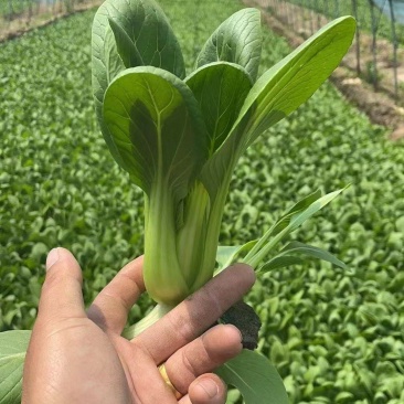青菜