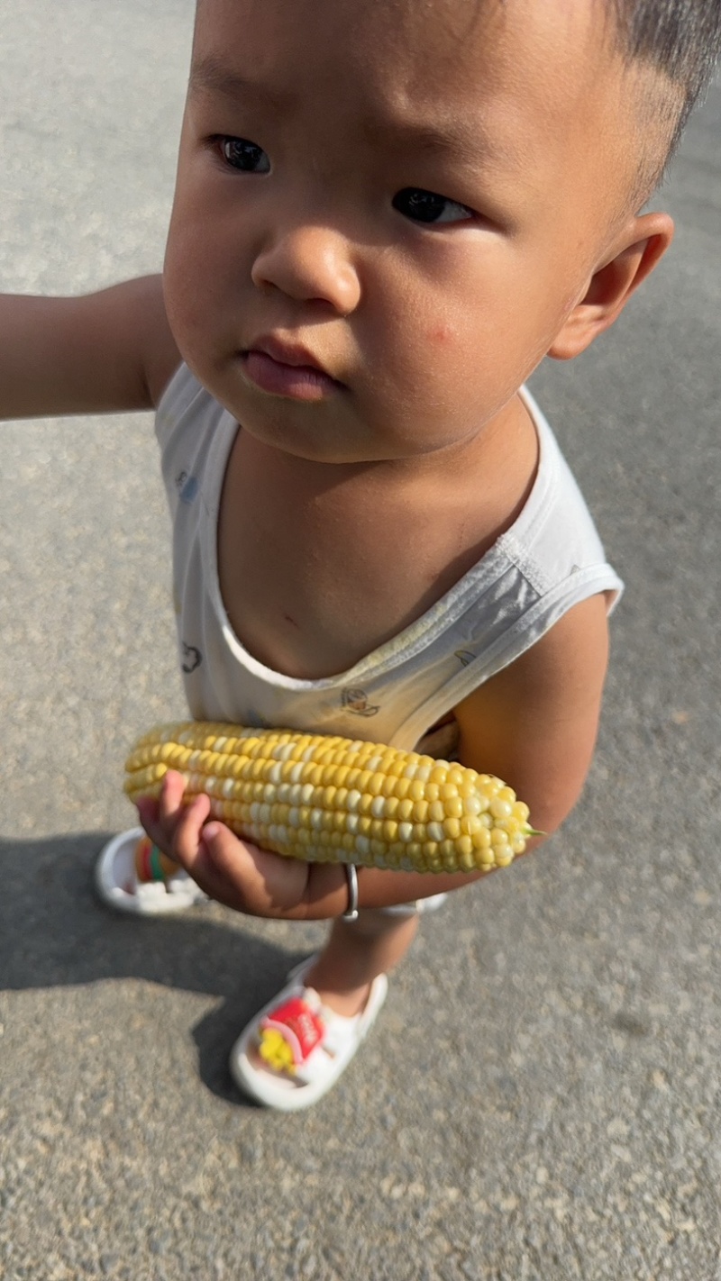 902双色水果玉米