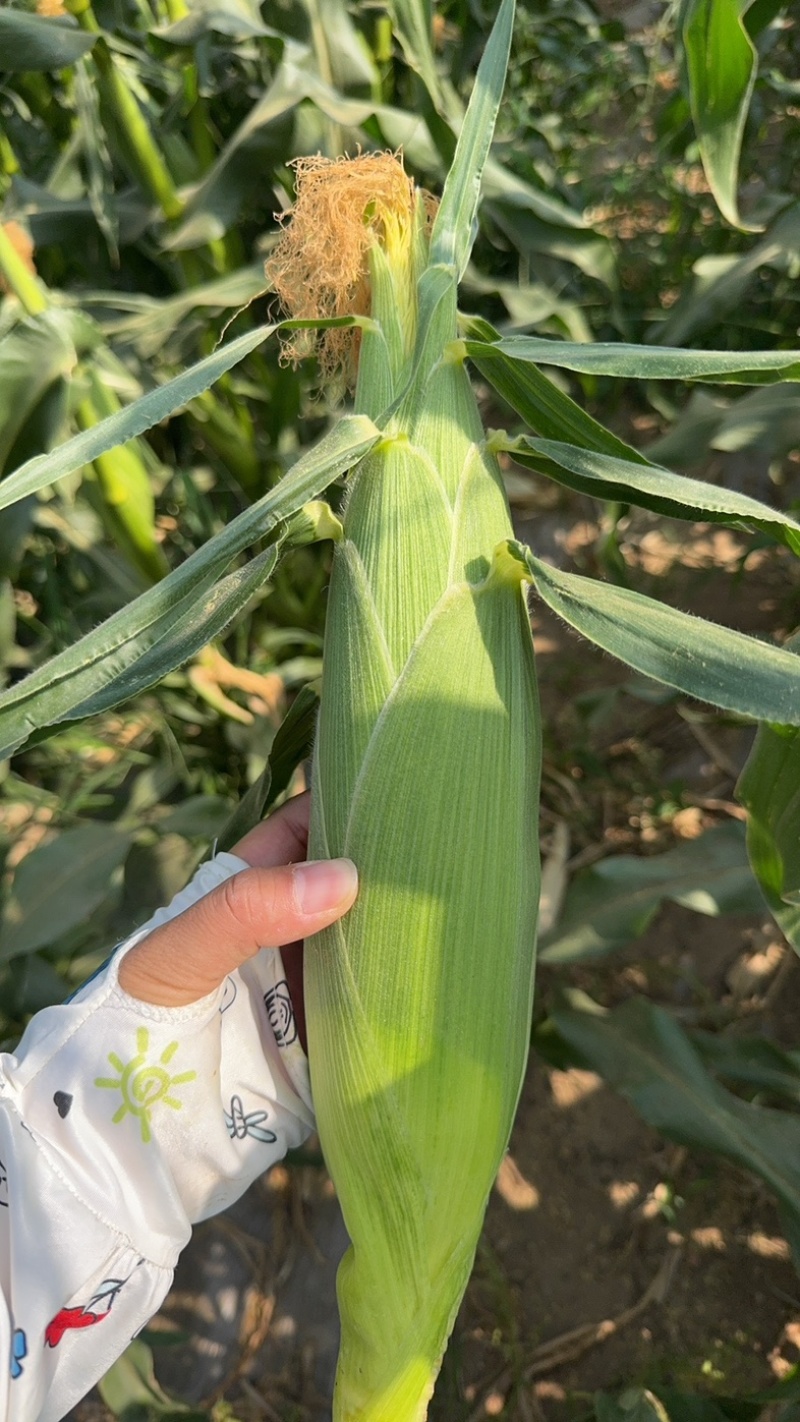 902双色水果玉米
