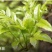 桂林藤茶（莓茶）