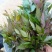 桂林藤茶（莓茶）