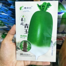 青玉罐萝卜种子蔬菜种子秋季种半白半青萝卜农家菜园秋播