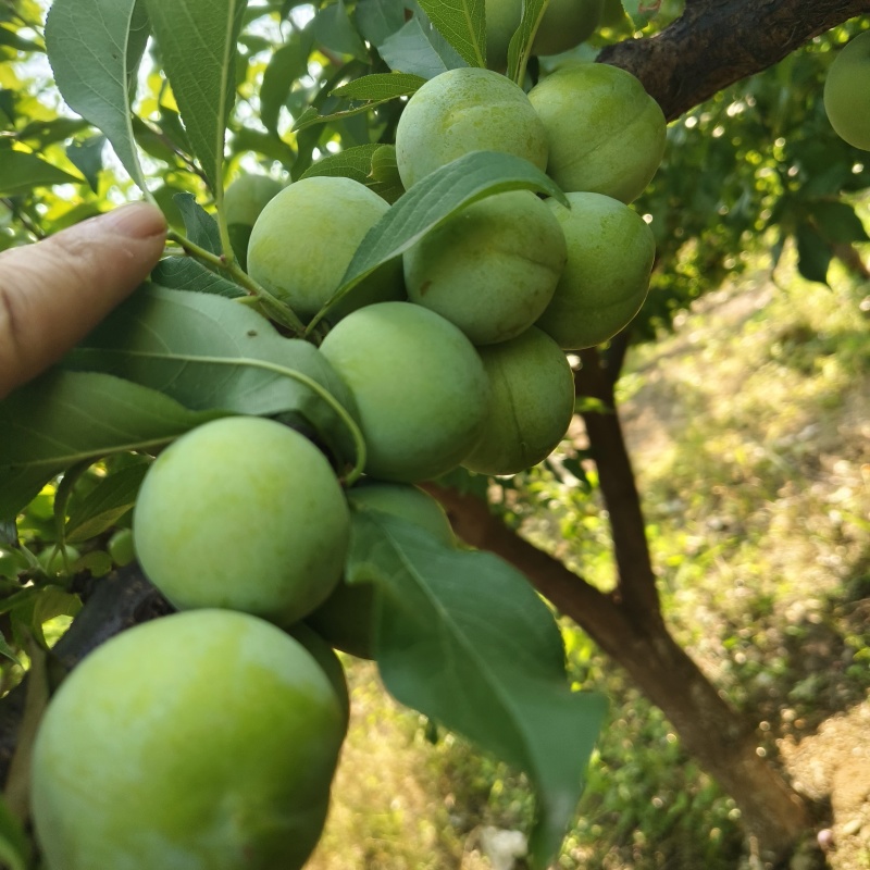 澳洲红、八宝丹李子大量上市，颜色好，口感脆甜，交通便利，