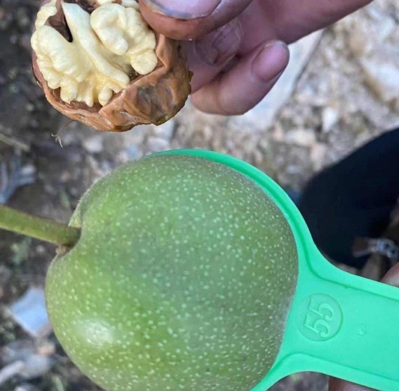 大凉山核桃净果子大量供货，电商代发，批量批发