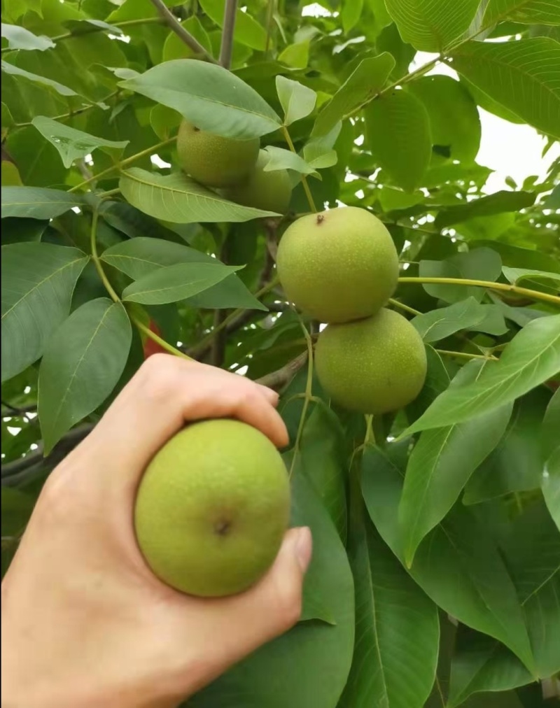 大凉山核桃净果子大量供货，电商代发，批量批发
