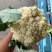 山东花菜量大优惠品质保障对接全国欢迎来电