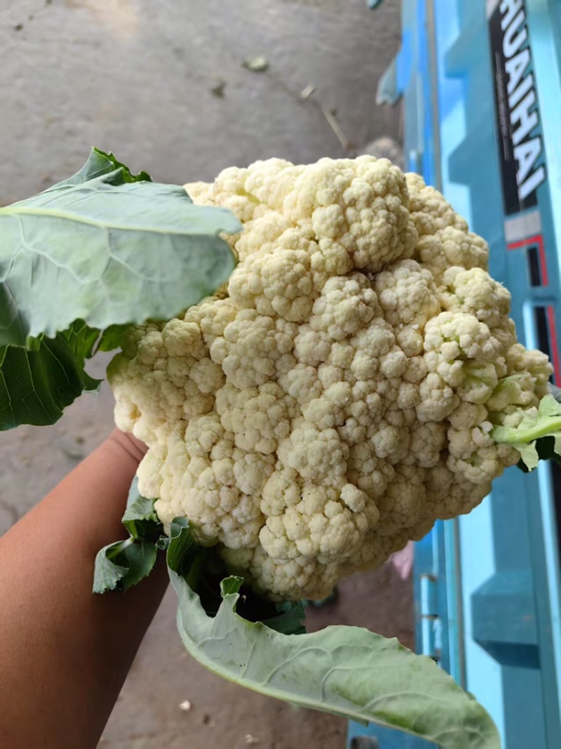 山东花菜量大优惠品质保障对接全国欢迎来电