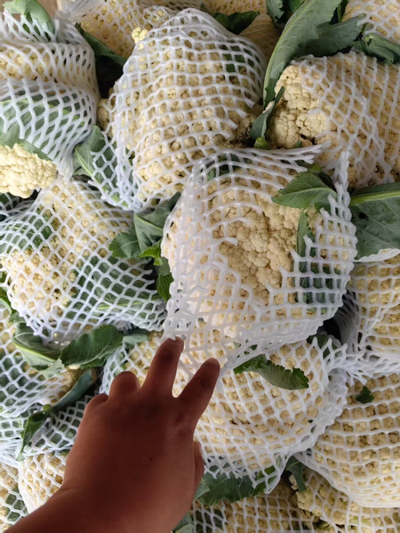 山东花菜量大优惠品质保障对接全国欢迎来电