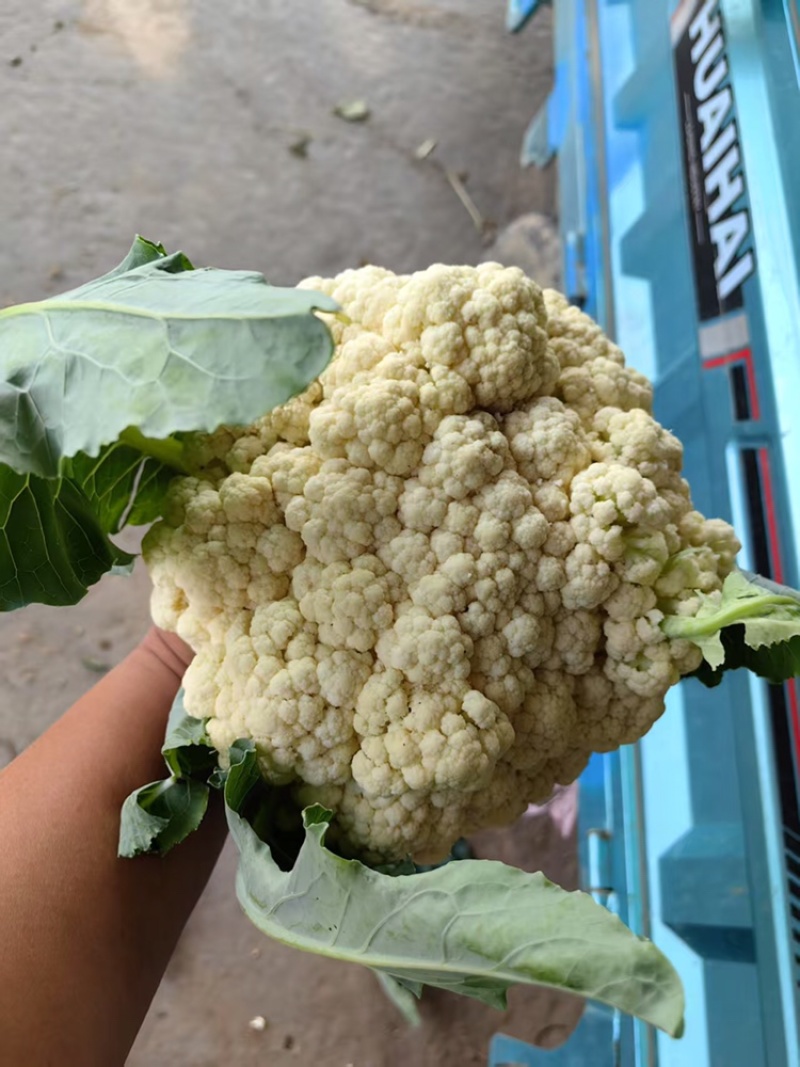 山东花菜量大优惠品质保障对接全国欢迎来电