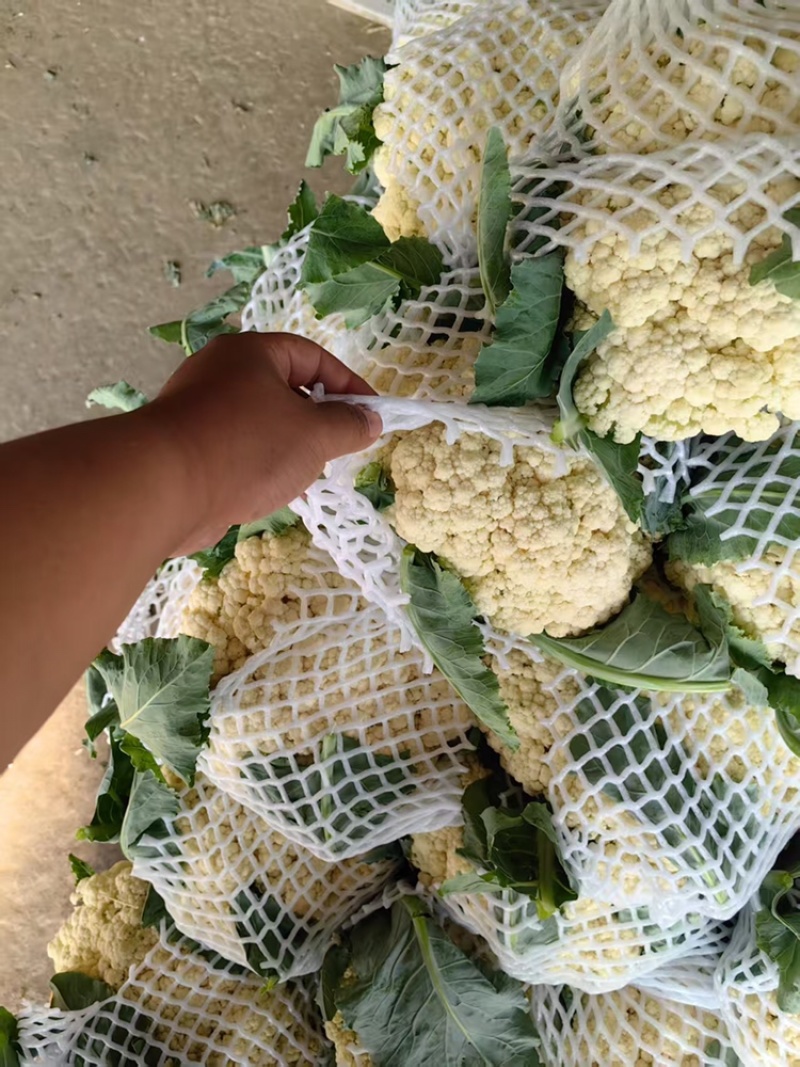 山东花菜量大优惠品质保障对接全国欢迎来电
