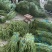 豆角，长豆角