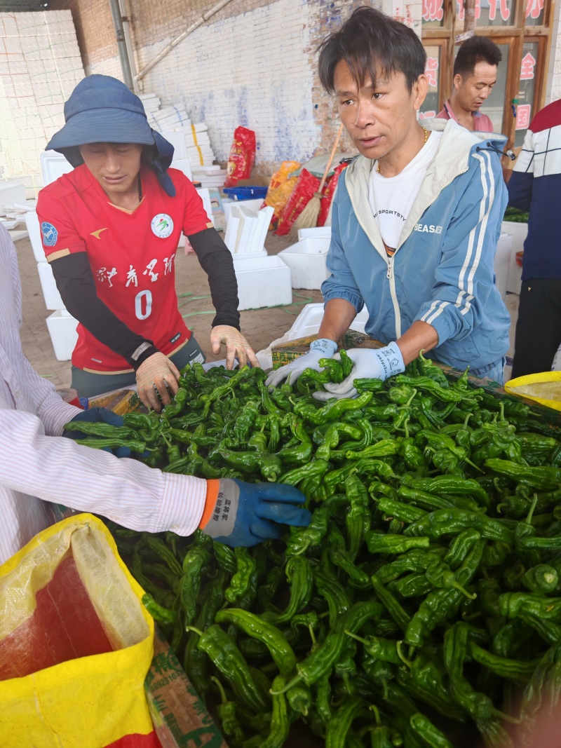 陕西省白泥井镇小皱皮大量接单，对接电商，超市，市场，食堂