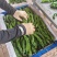 陕西省白泥井镇小皱皮大量接单,对接电商,超市,市场,食堂