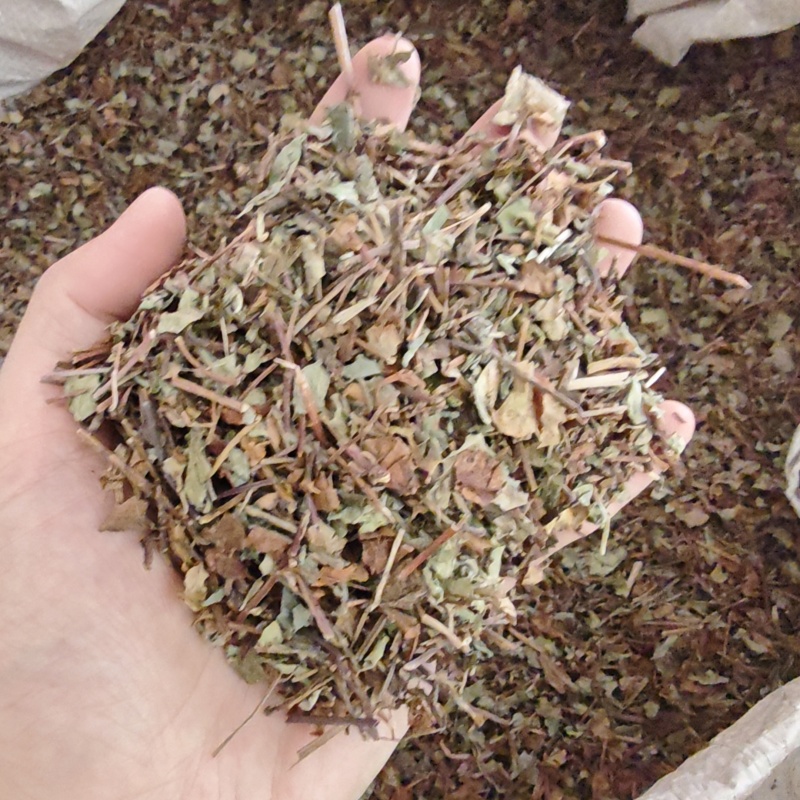 中药材神仙对坐草1公斤合掌消对座草
