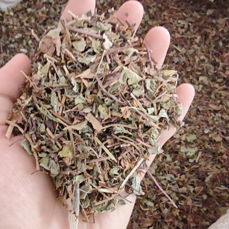 中药材神仙对坐草1公斤合掌消对座草