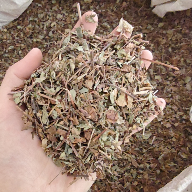 中药材神仙对坐草1公斤合掌消对座草