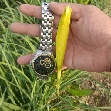 各位老板，又是一年的黄花菜的季节到了，品质很好，欢迎大家