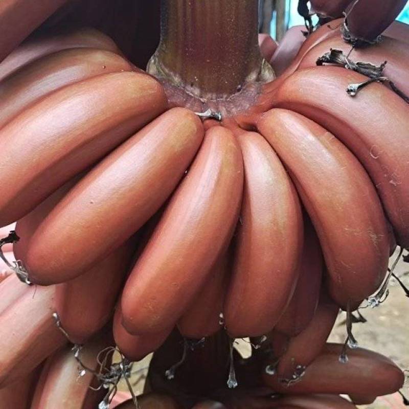 广西红美人蕉