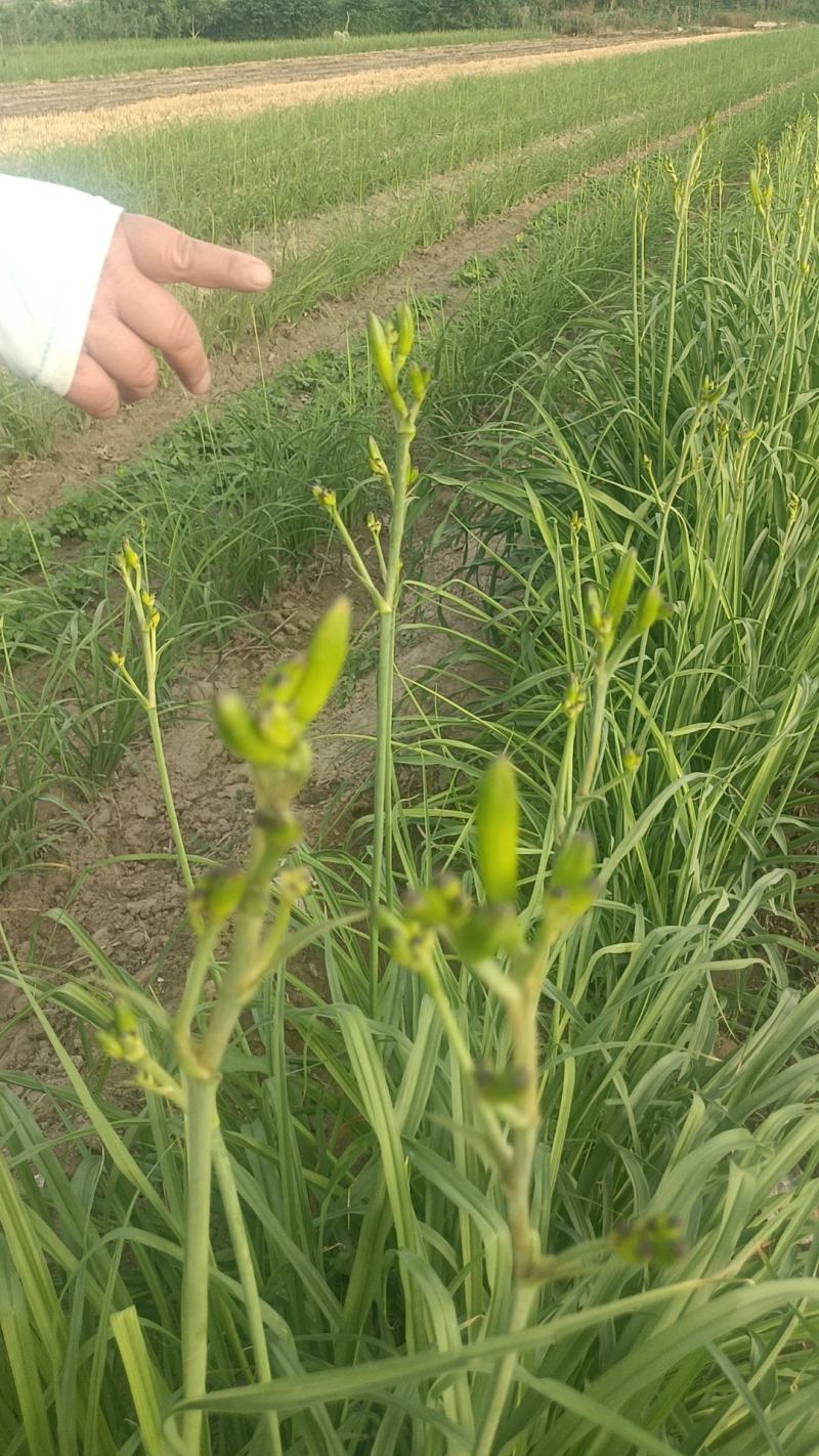 各位老板，又是一年的黄花菜的季节到了，品质很好，欢迎大家