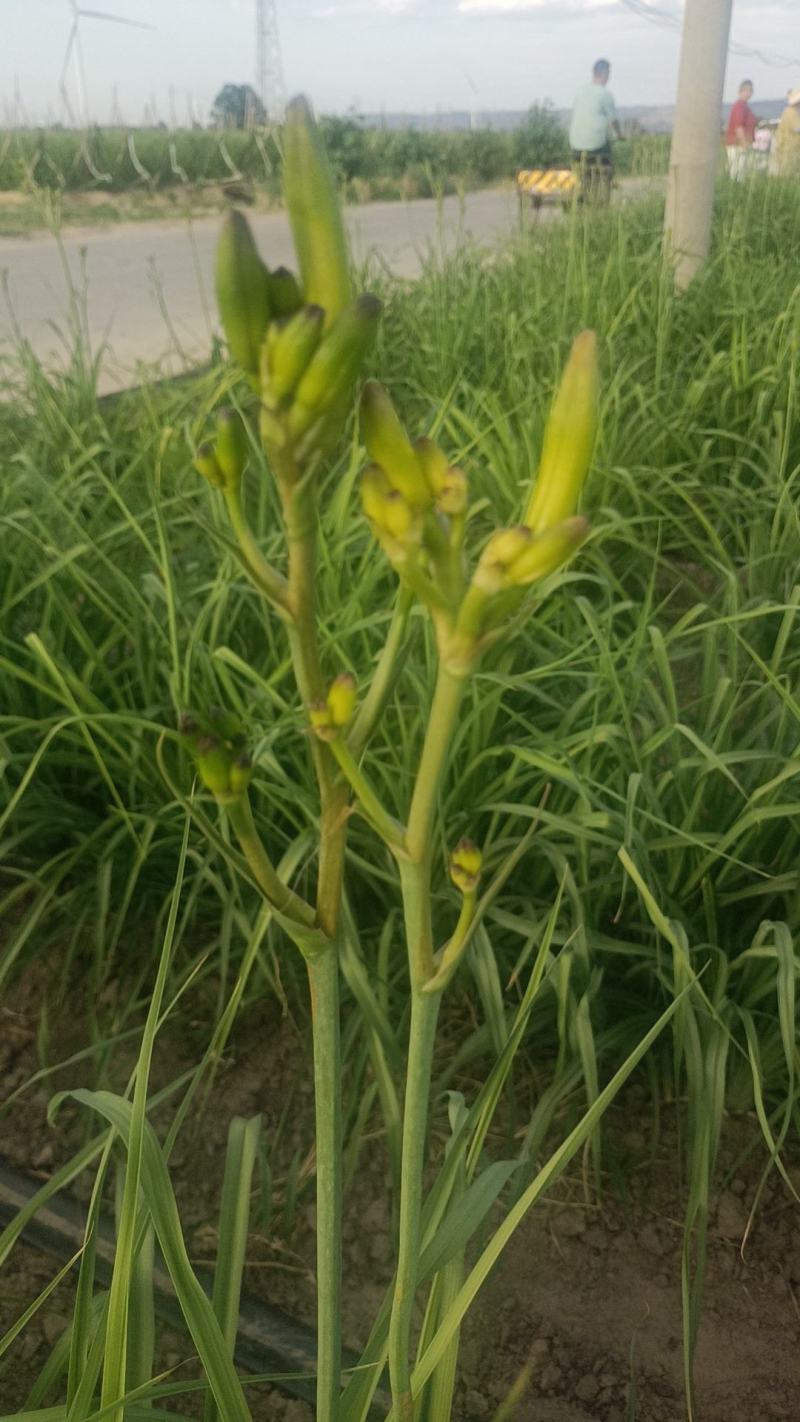各位老板，又是一年的黄花菜的季节到了，品质很好，欢迎大家