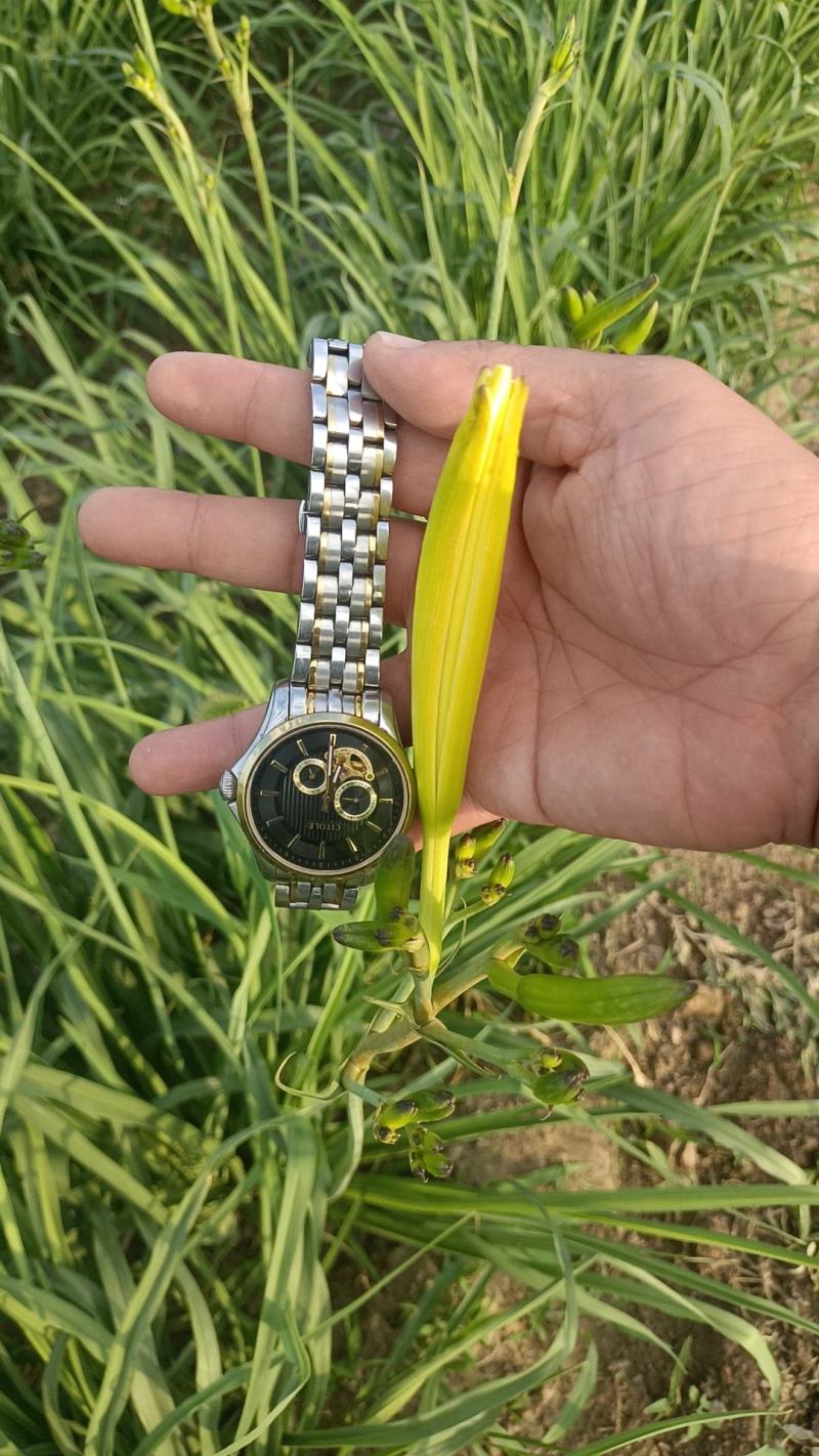 各位老板，又是一年的黄花菜的季节到了，品质很好，欢迎大家