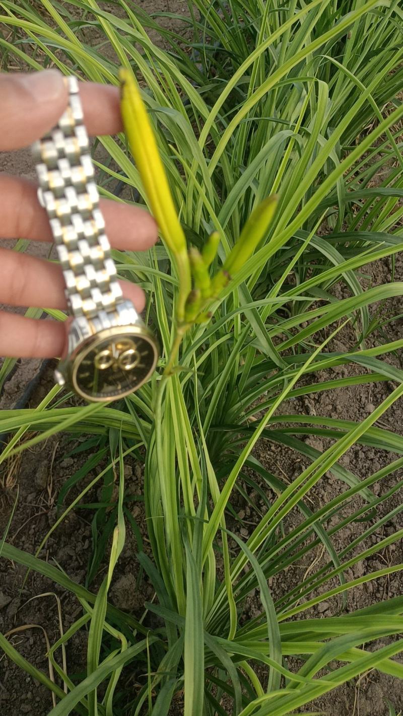 各位老板，又是一年的黄花菜的季节到了，品质很好，欢迎大家