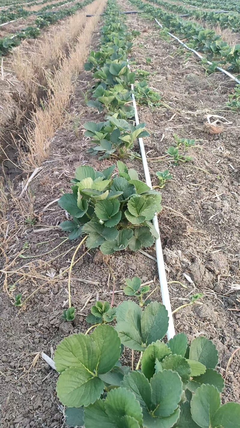 常年供应各种草莓苗，精品苗，可视频看苗，欢迎各位老板电