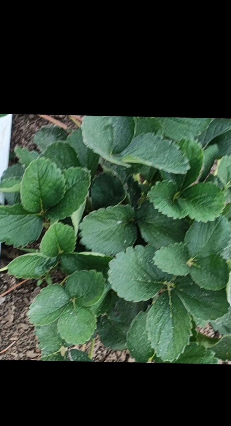 常年供应各种草莓苗，精品苗，可视频看苗，欢迎各位老板电