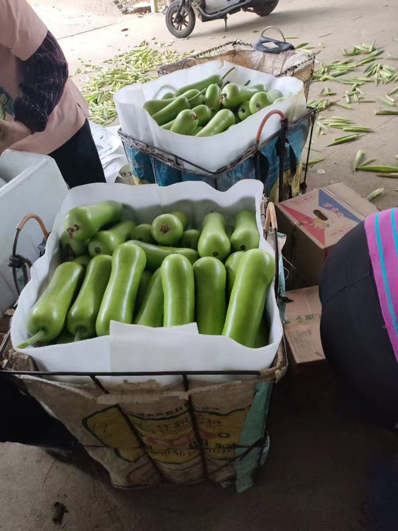福建南平精品葫芦源头产地现摘现发对接全国各大市场商超