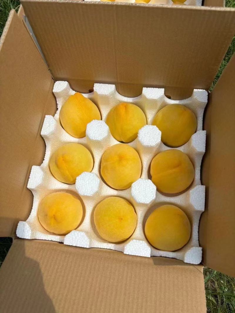 【支持一件代发】山西运城精品黄桃，产地直发服务周到