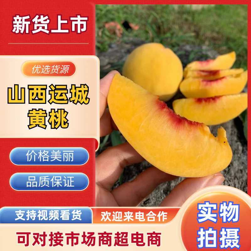 【支持一件代发】山西运城精品黄桃，产地直发服务周到