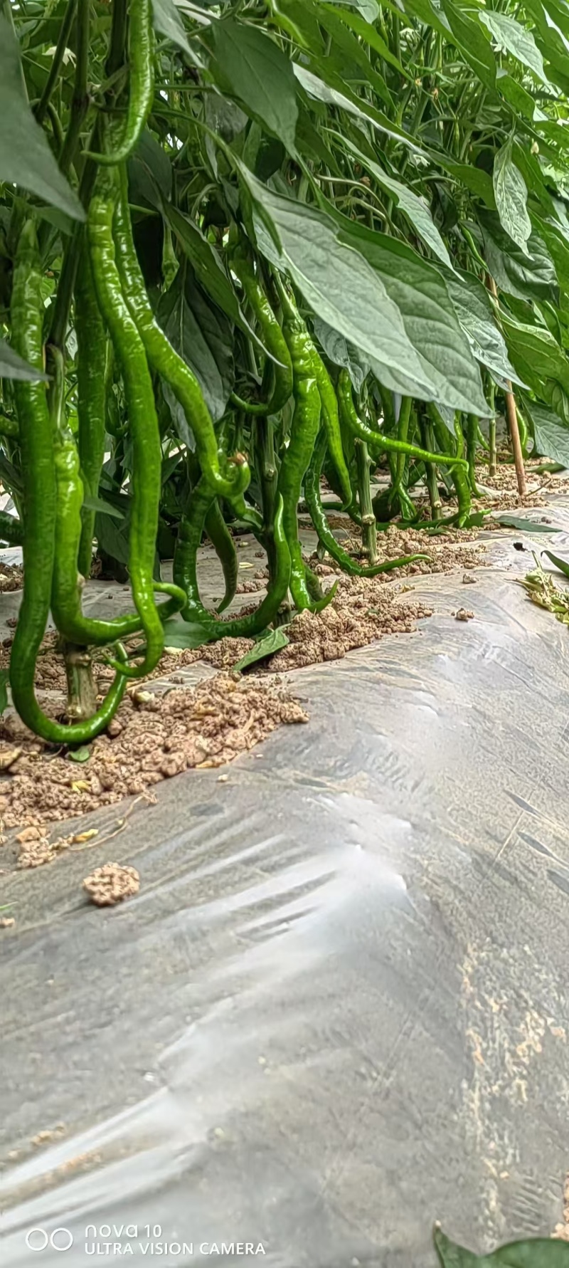 软皮8号线椒，二荆条