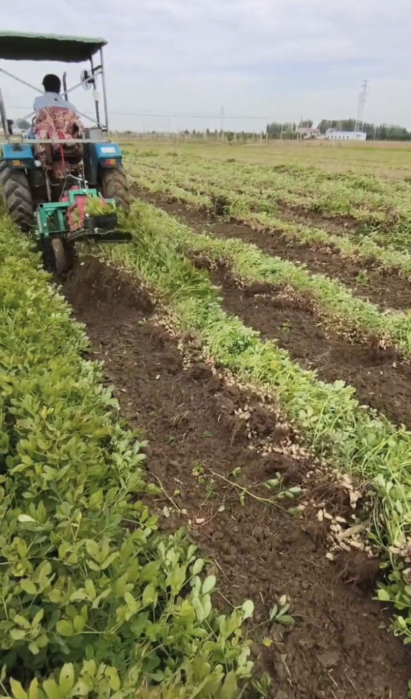 花生收获机厂家直发可视频看货诚招代理商！欢迎实地考察