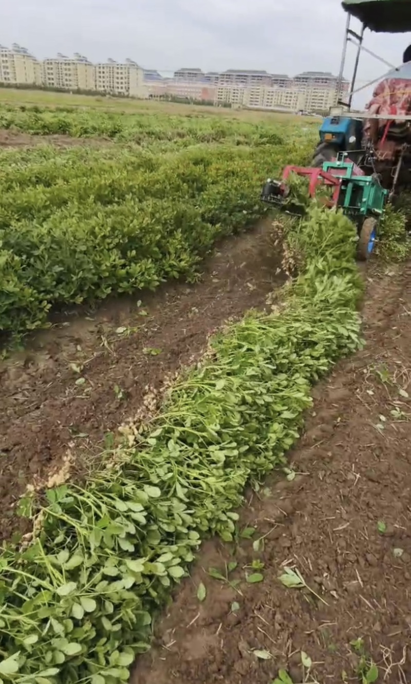 花生收获机厂家直发可视频看货诚招代理商！欢迎实地考察