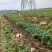 新野精品土豆已经大量上市了，欢迎实地考察。
