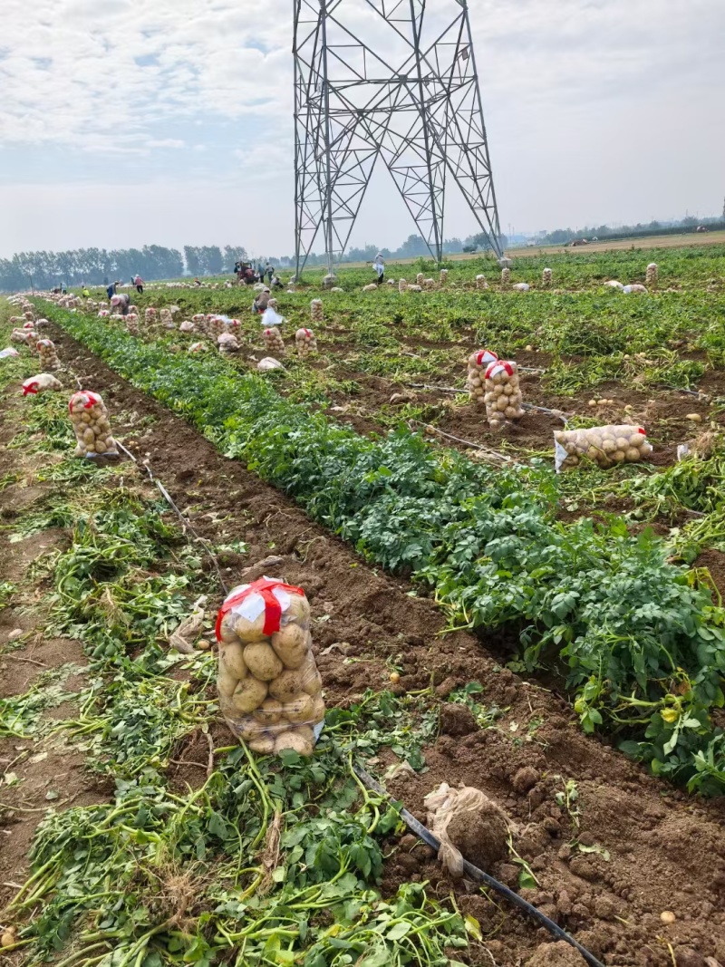 新野精品土豆已经大量上市了，欢迎实地考察。
