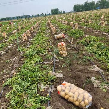 新野精品土豆已经大量上市了，欢迎实地考察。