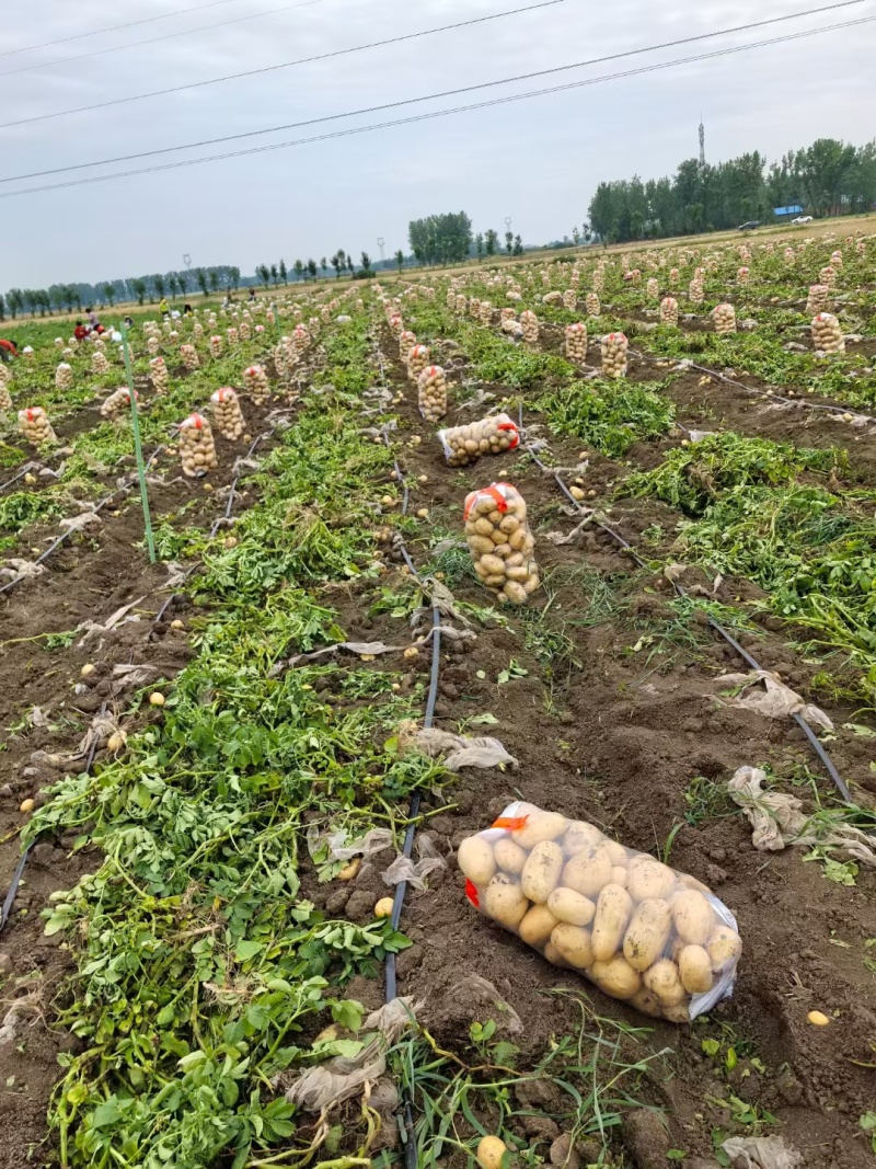 新野精品土豆已经大量上市了，欢迎实地考察。
